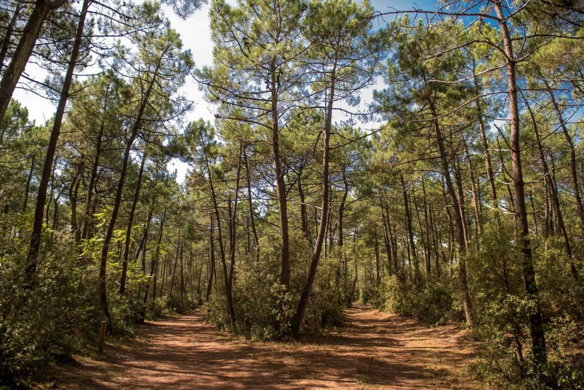 Le Petit Cote Ouest - Appt Dans Les Pins Pres De La Plage 莱萨布勒-多洛讷 外观 照片
